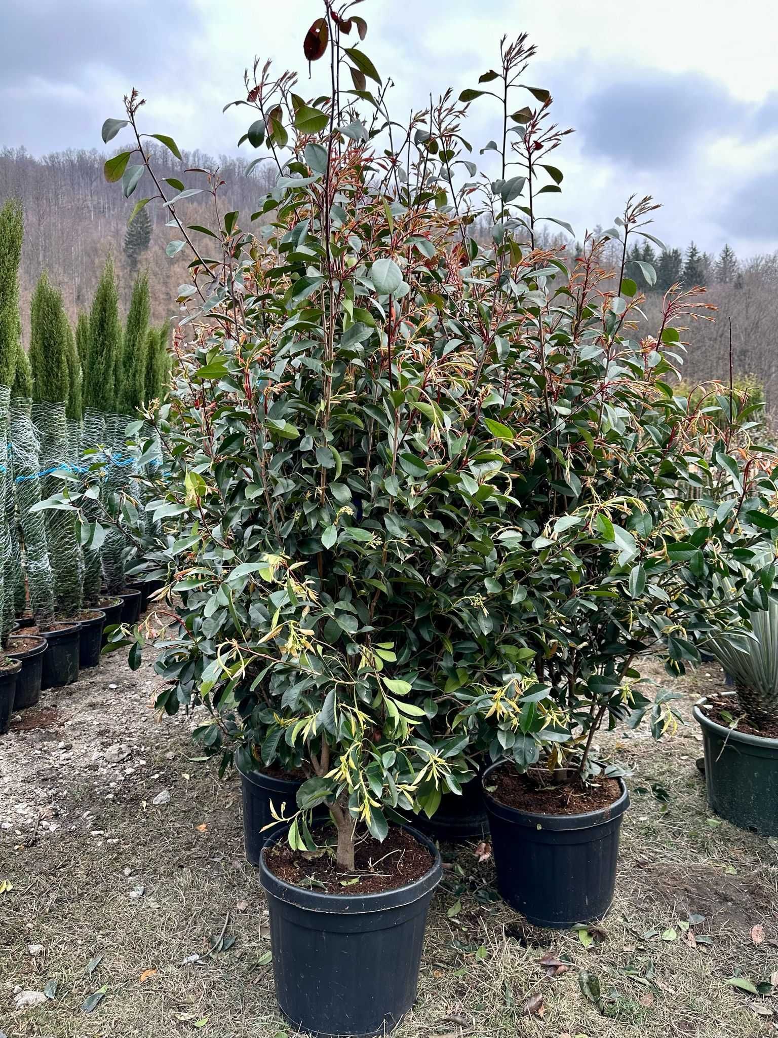 Plante ornamentale pentru orice grădină – Livrare rapidă și gratuită!