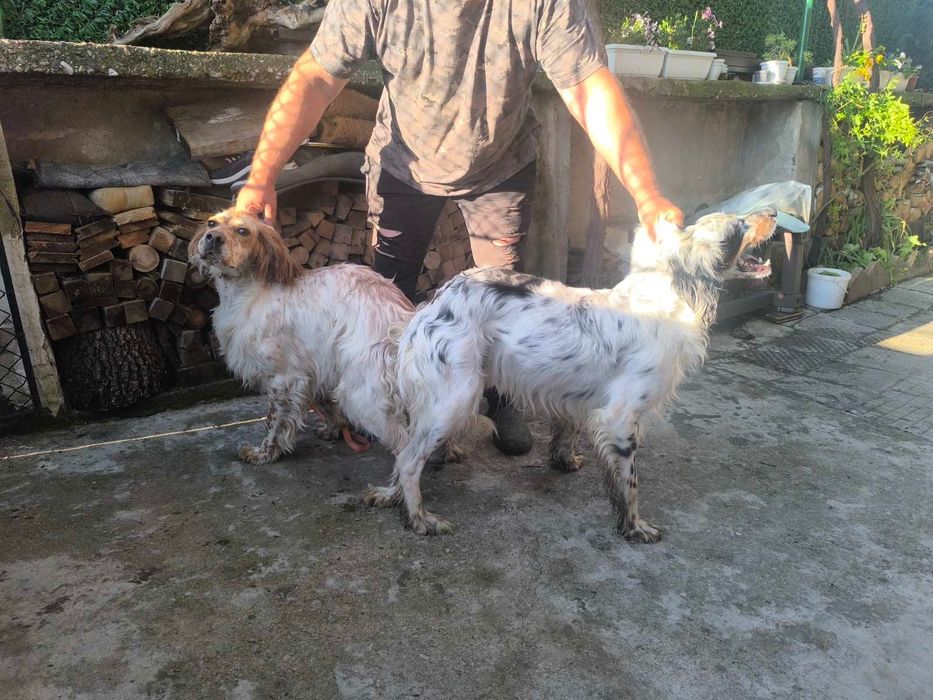 Английски сетер-ловно