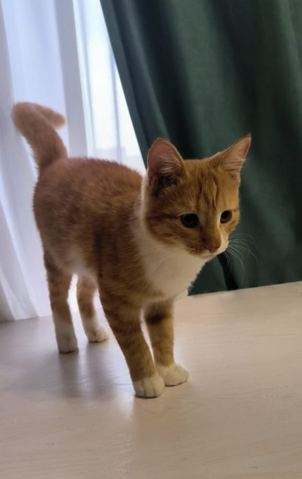 Котик ищет дом, котенок, кот