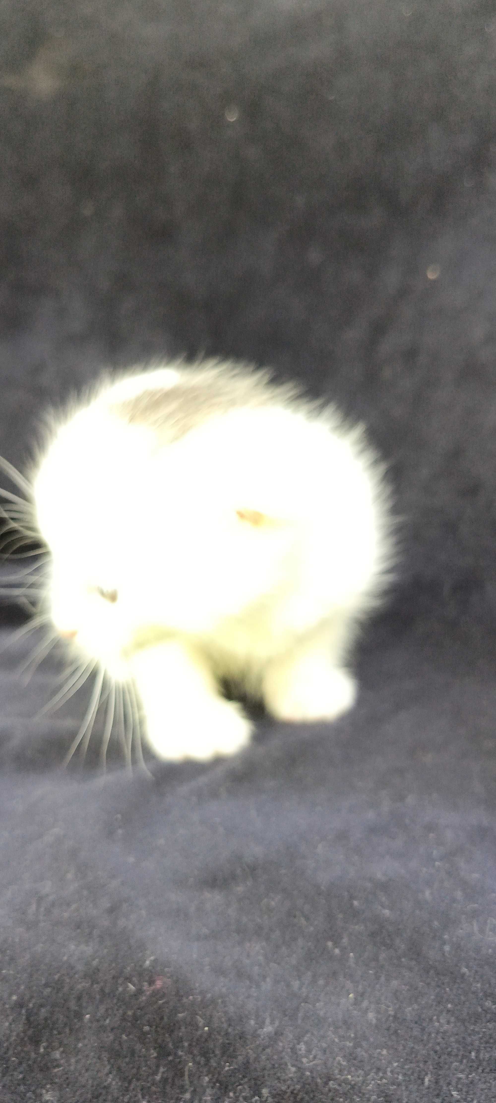 Котята вислоухие один белый и один серый есть и страйт два белых !