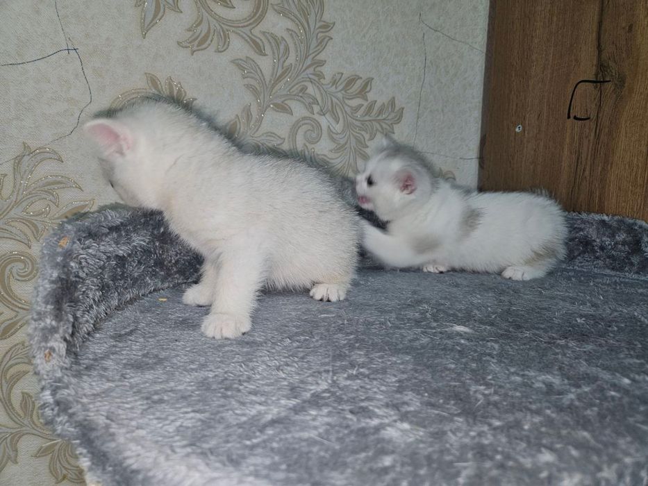 Britaniskiy shinshila mushuk bolalari sotiladi