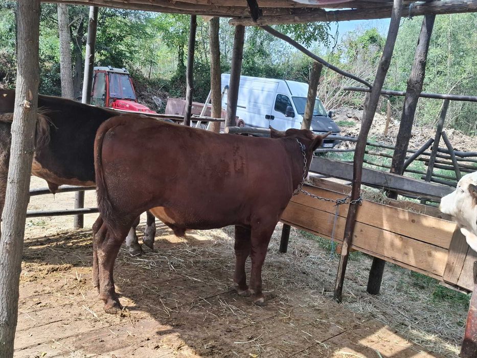 Vând viței si vitică