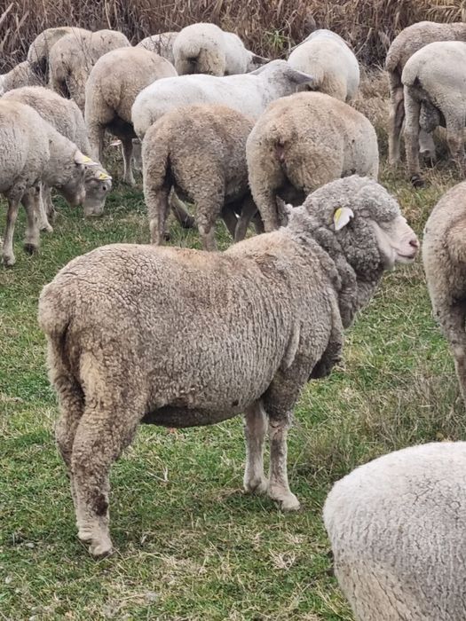 Vând 12 oi merinos