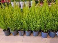 Cupressocyparis Leylandii – soluția completă pentru un gard verde!