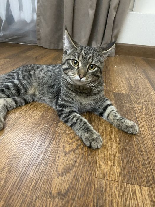 Котик в добрые руки.