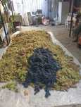 Struguri de vin 2025