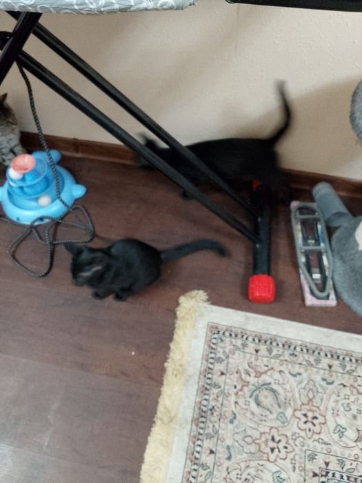 Котята, 4 месяца, бесплатно, Ташкент
