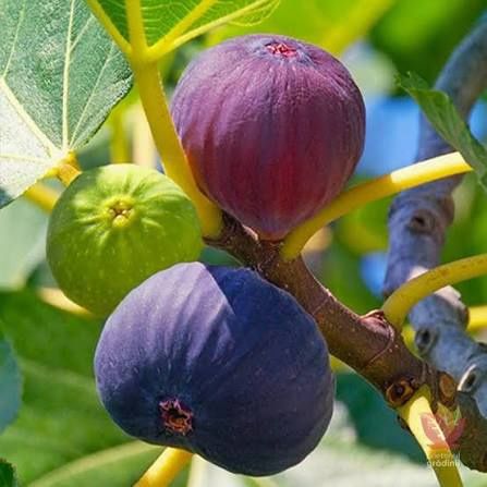 Pomi Fructiferi Exotici la Ghiveci (SMOCHIN )