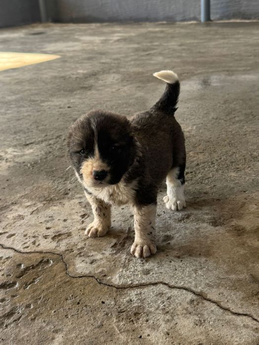 Кушык сатылады багасы келысемыз