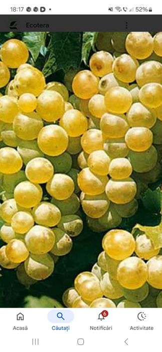Vând structuri de vin