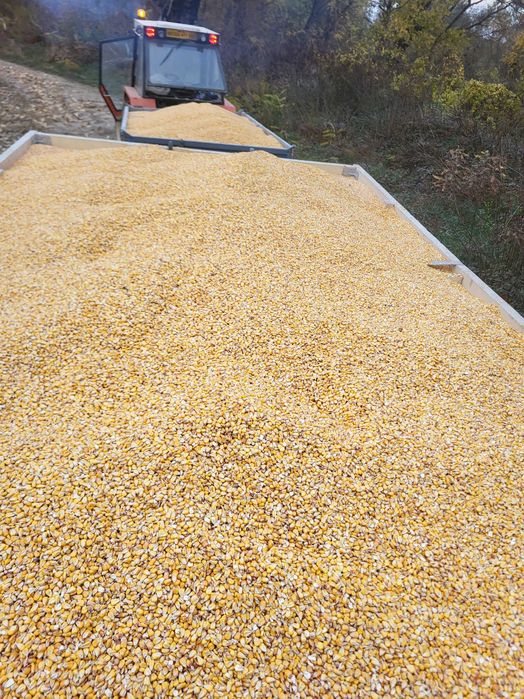 Vand   porumb boabe productie 2025