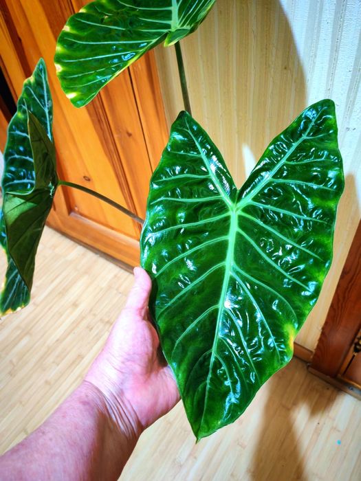 Огромная взрослая Алоказия Pink Dragon