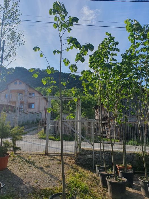 Mesteacan alb la ghiveci, mesteacan cu coaja alba, mesteacan decorativ