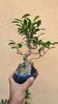 Bonsai Ficus Retusa
