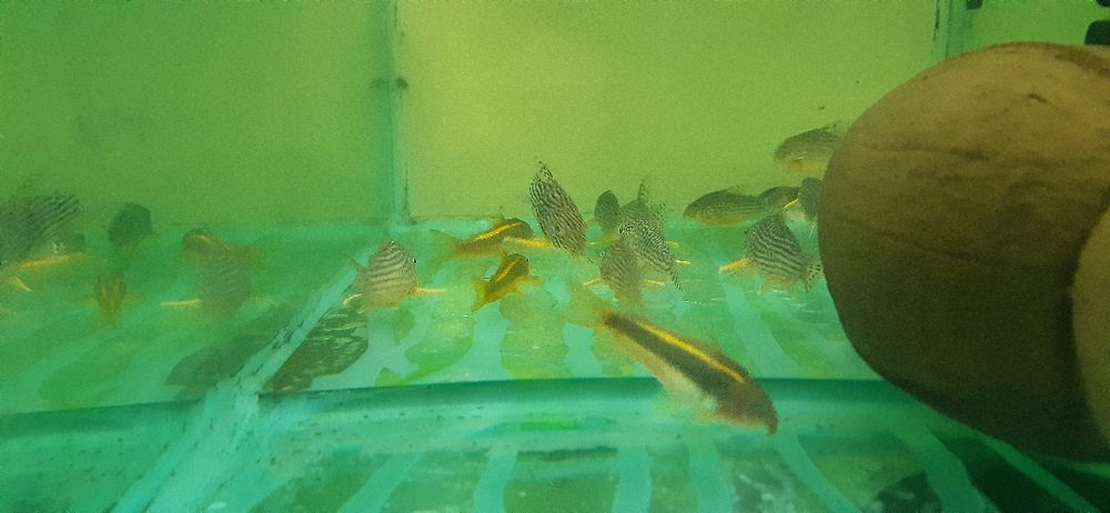 Corydoras (Hoplisoma) Similis,Sterbai, Gold Laser (CW010), pesti sanit