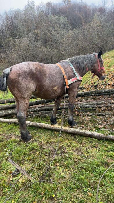 Vând iapă de 8/9 ani