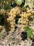Struguri de vin toată soiurile