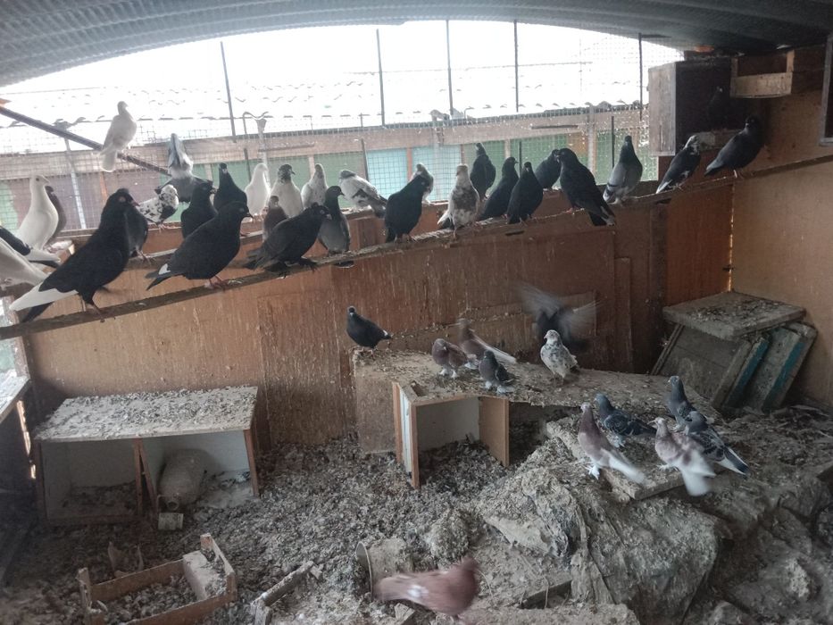 Продам голубей  разных пород