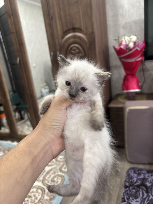 Продам котят, скоттиш страйт