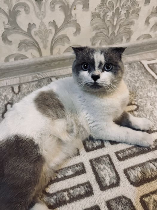 Скотиш фолд 1 йош соглом огл бола
