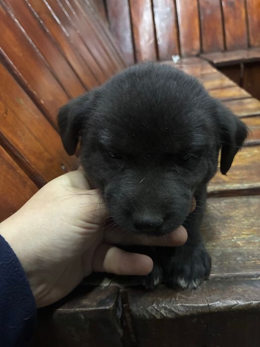 pui de caini abandonati