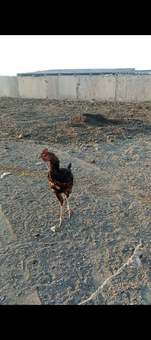 Продам дакана петушок