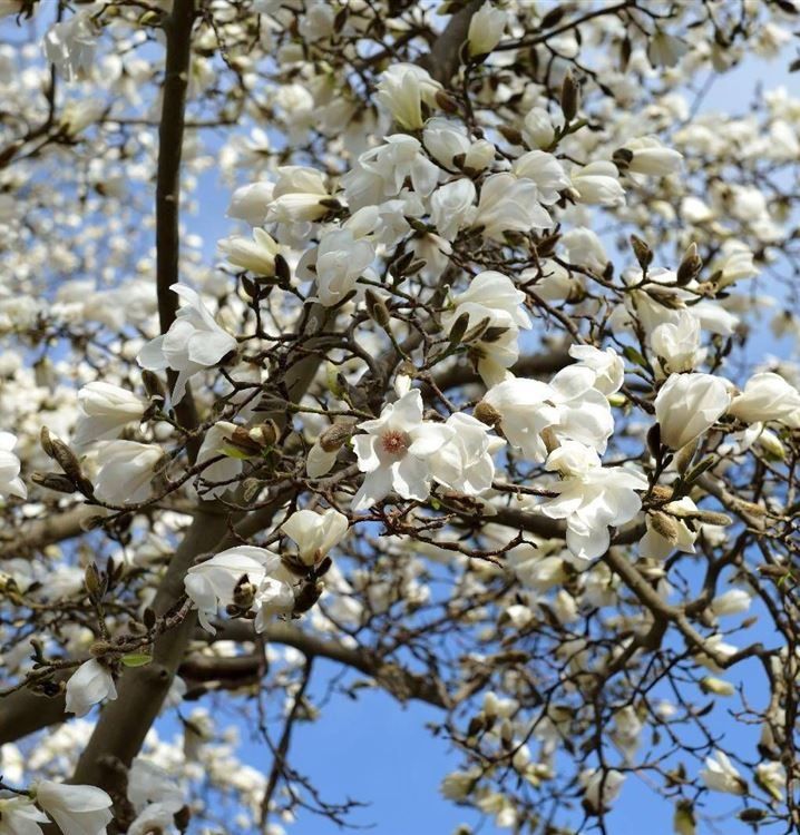 Magnolia Soulangena, Genie, Grandiflora (roz, alba, mov, galbena) vand