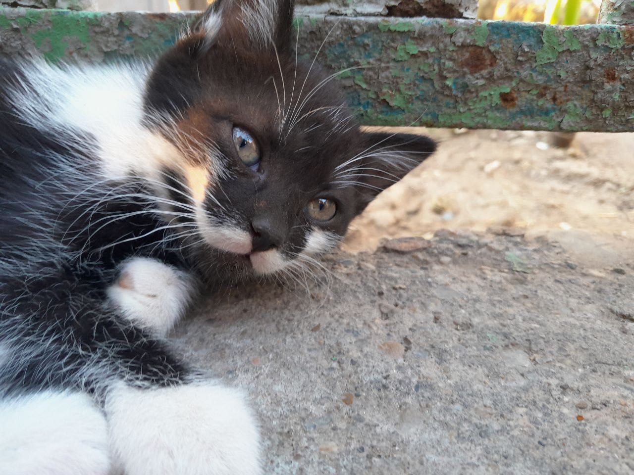 Подарявам малки котета