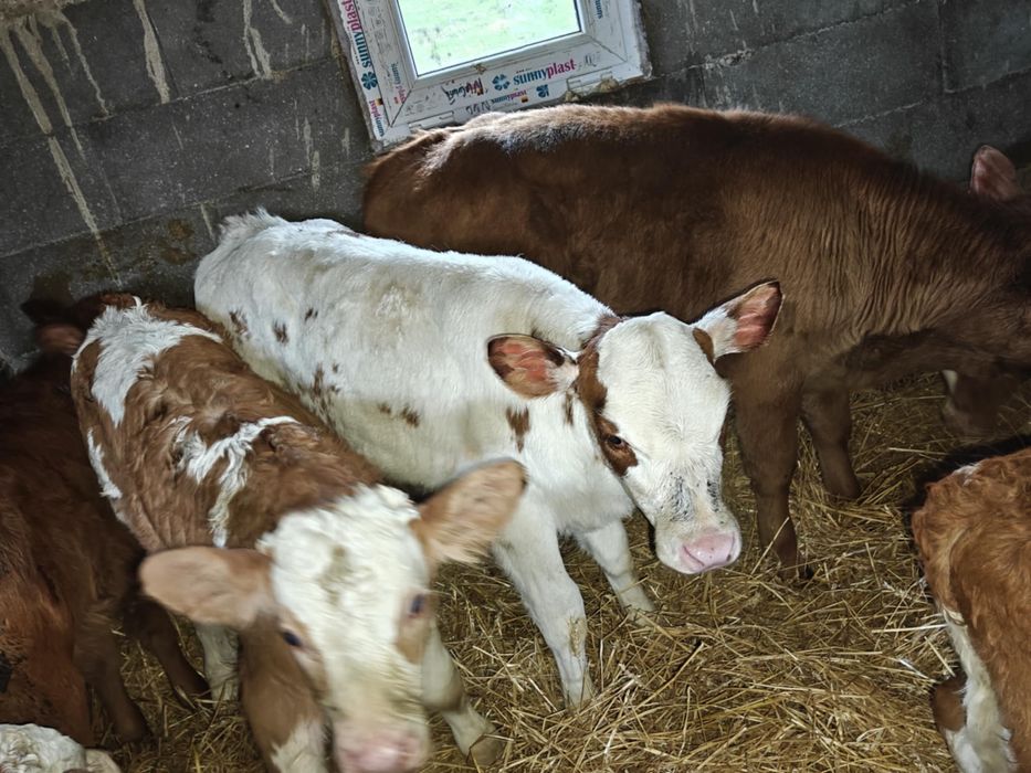 Vand taurasi si vitele