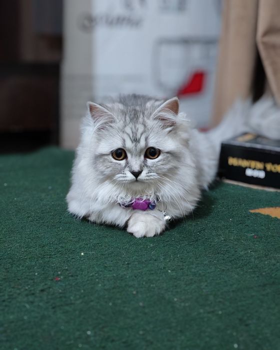 Продаётся кошка девочка