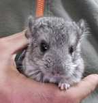Pui Chinchilla 2luni