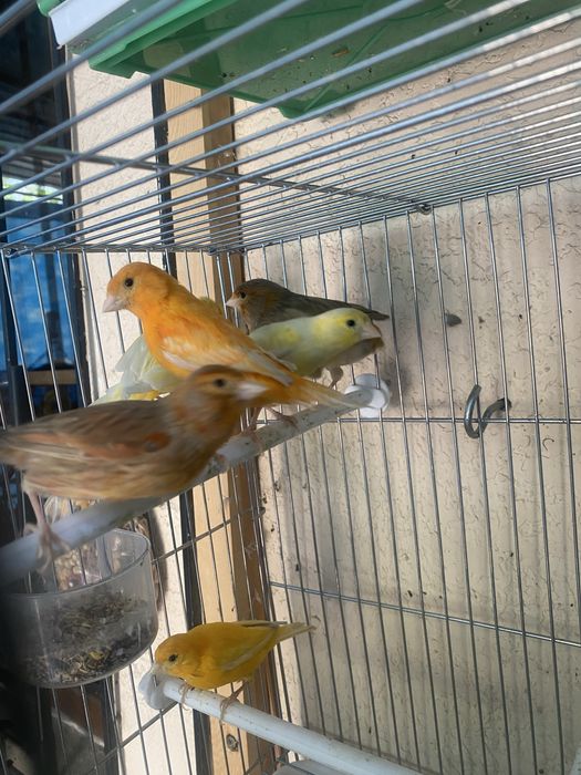 Qushlar sotiladi kanareyka канарейка