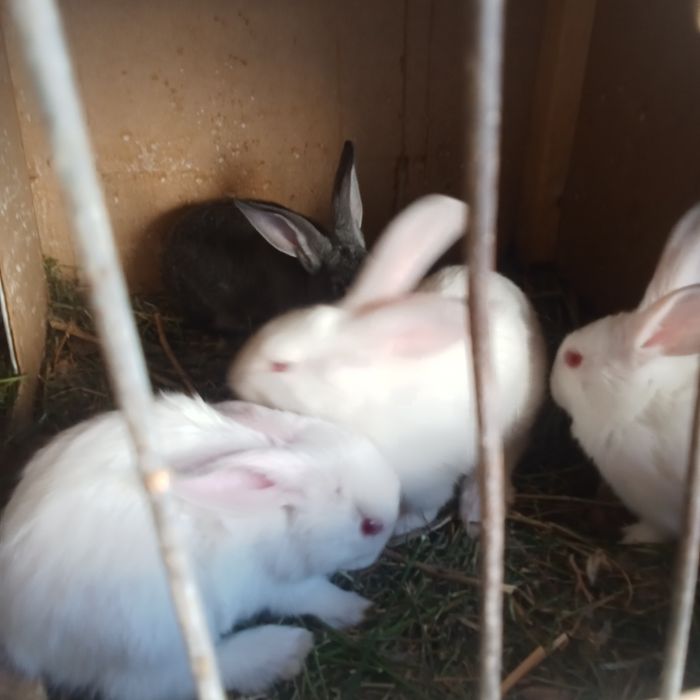 Киён болари сотилади нархи 50