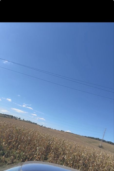 Vand porumb direct de pe camp!