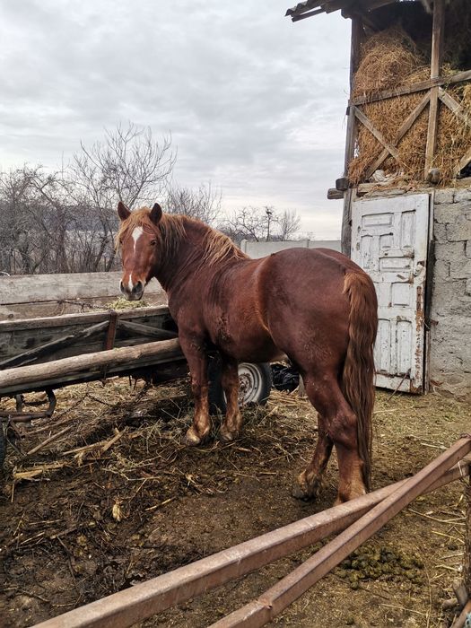 Armasar semi-greu de vanzare