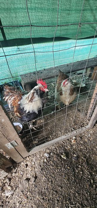 Vând o pereche de Faverolles somon