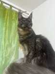 Pisica de rasa Maine coon femela
