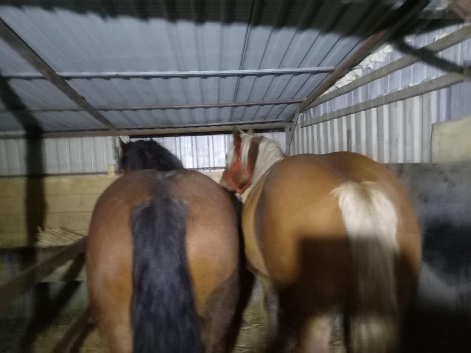 Vand 2 iepe gestante blande