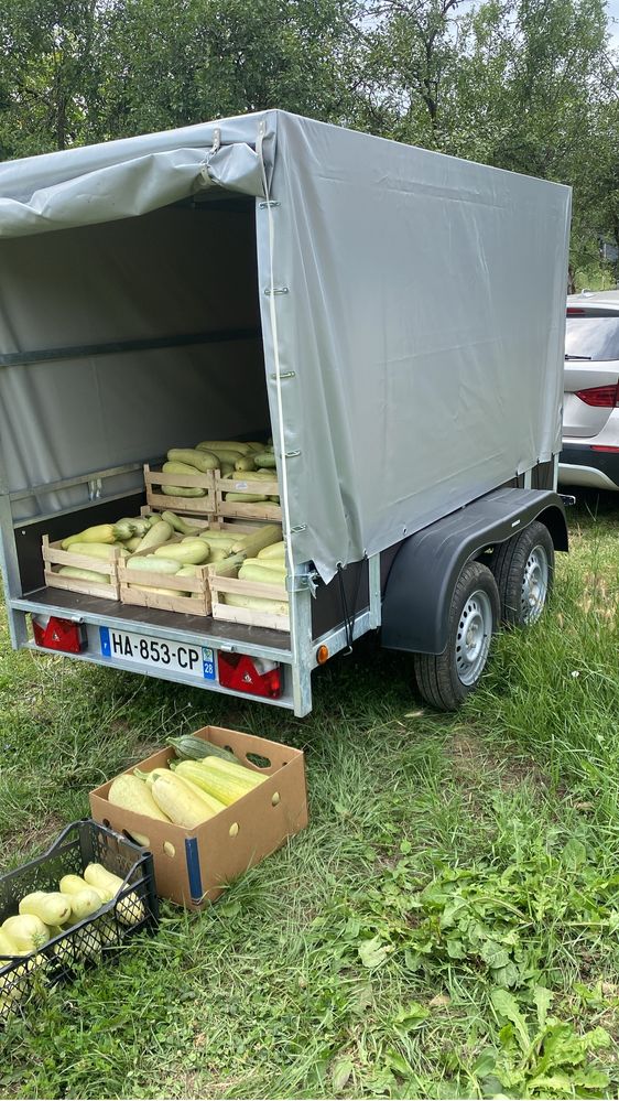 Dovleci de vanzare productie proprie