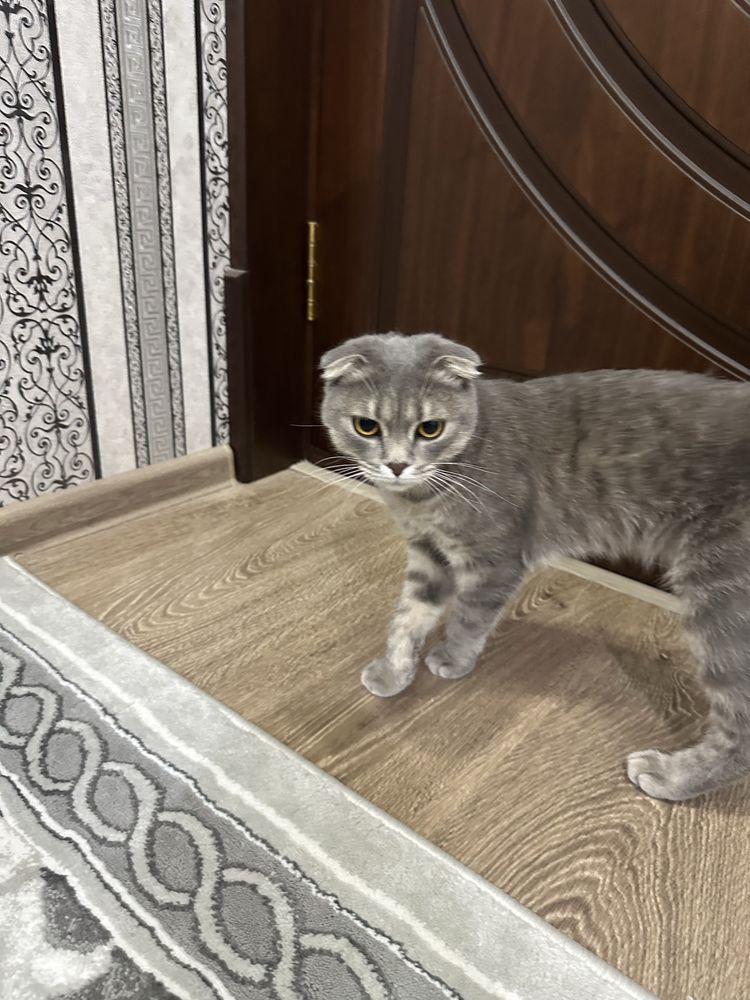 Срочно сотилади соглом мушу паспрот прифкалари килинган