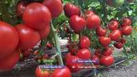 Rasad rosii / tomate ardei castraveti vinete | Rasaduri de Legume *