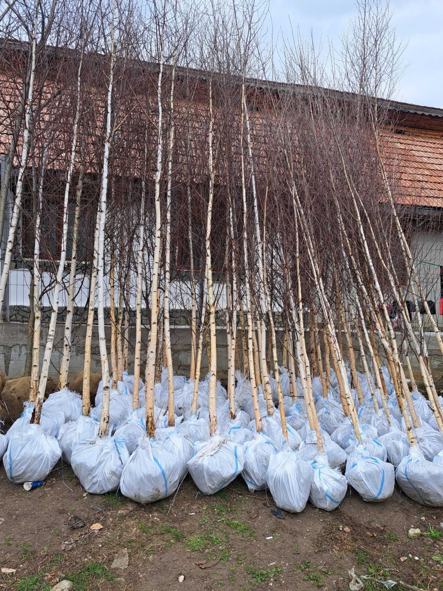 Vând magnolie, leylandi, spirală, pon pon, bonsai, măslin, catalpa