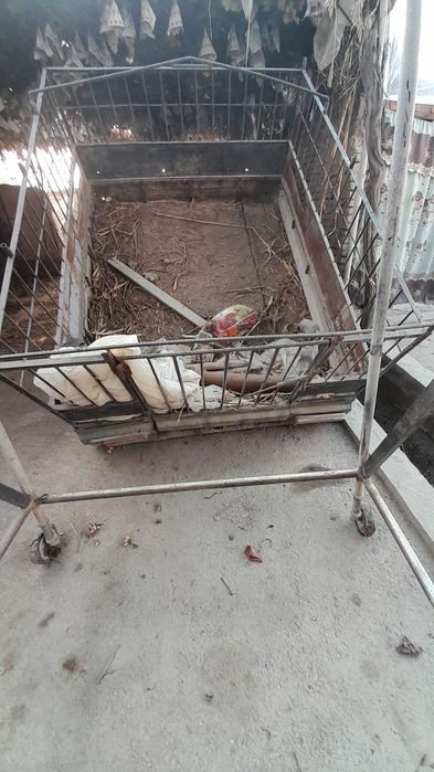 Pirsep sotiladi holari zor