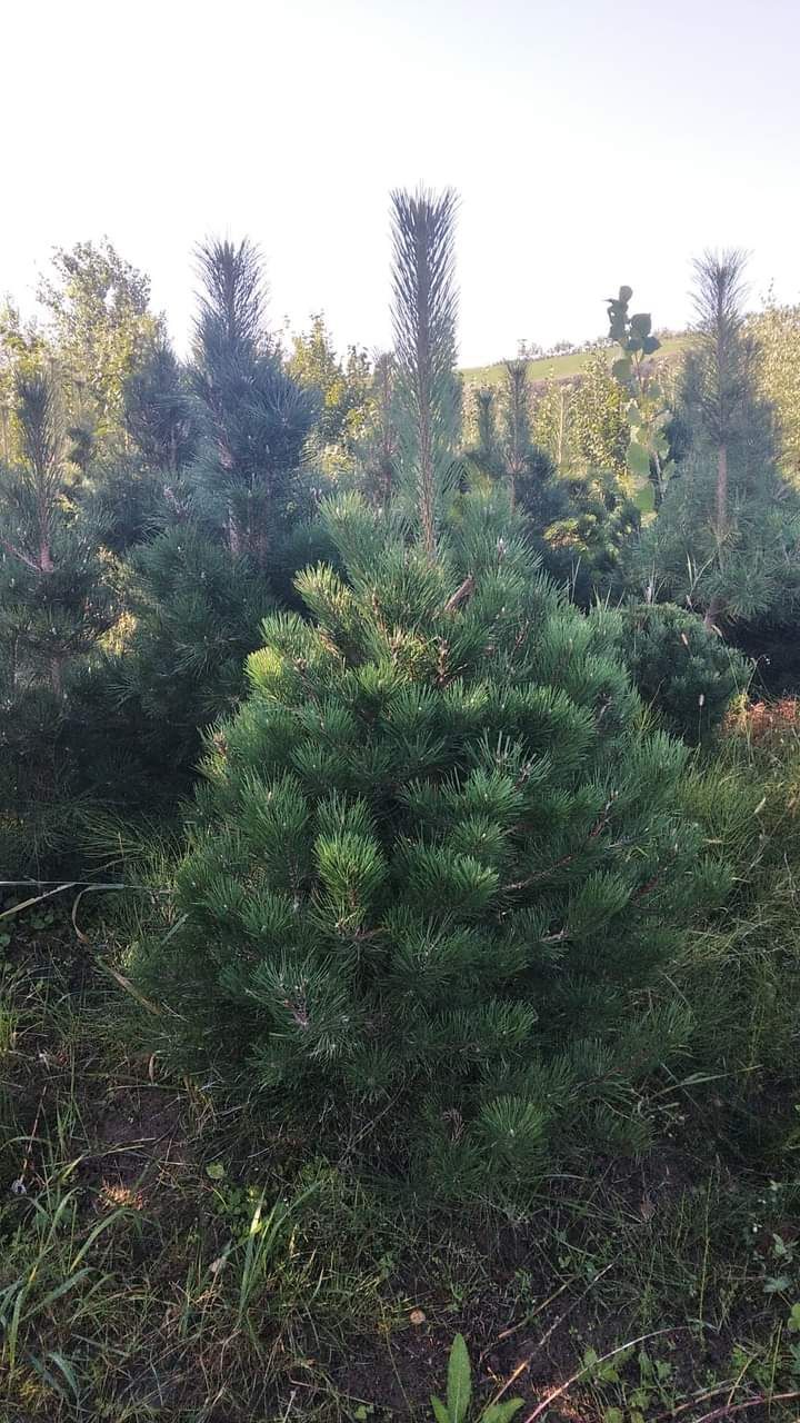 Puieți salcâm paltin mesteacăn