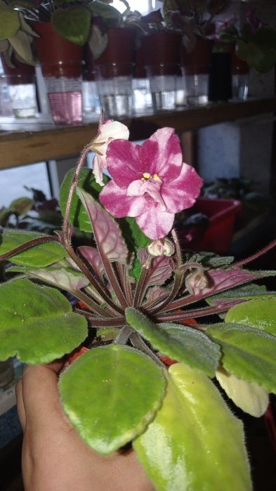 Fiyalka gullari  arzon narxlarda xarid qilishingiz mumkin