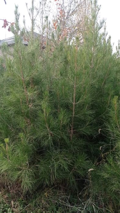 елка, сосна ель…