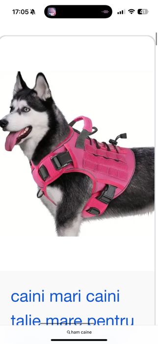 Ham pentru caine nou