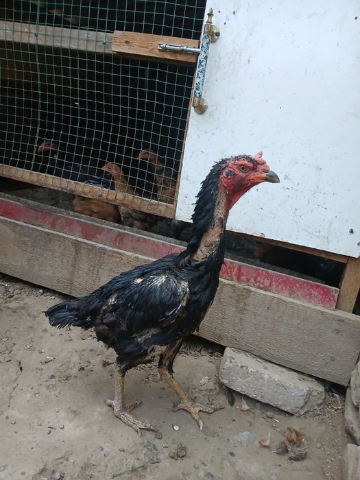 dakan mokiyon sotiladi