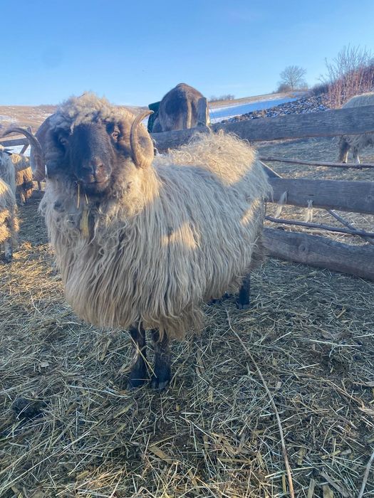 De vânzare 2 berbecuți bucălăi
