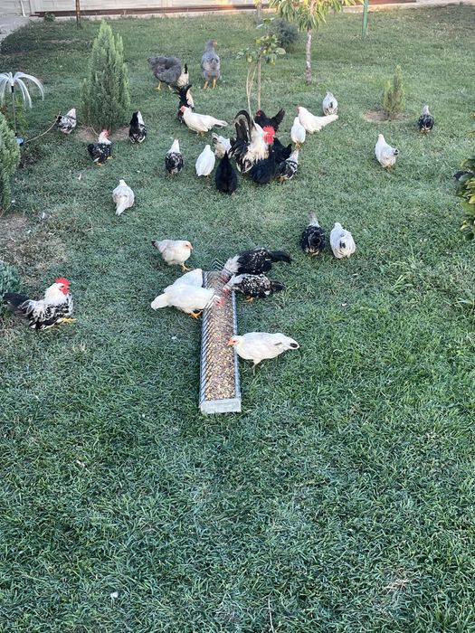 Găinușe pitice ȘIMIAN